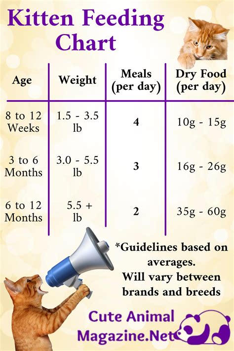 幼貓 食量如何掌控才能健康成長？