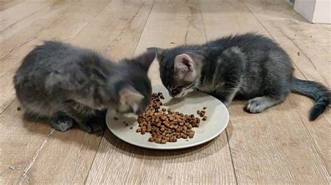 兩個月貓咪吃什麼？飼主必讀的幼貓餵食指南！